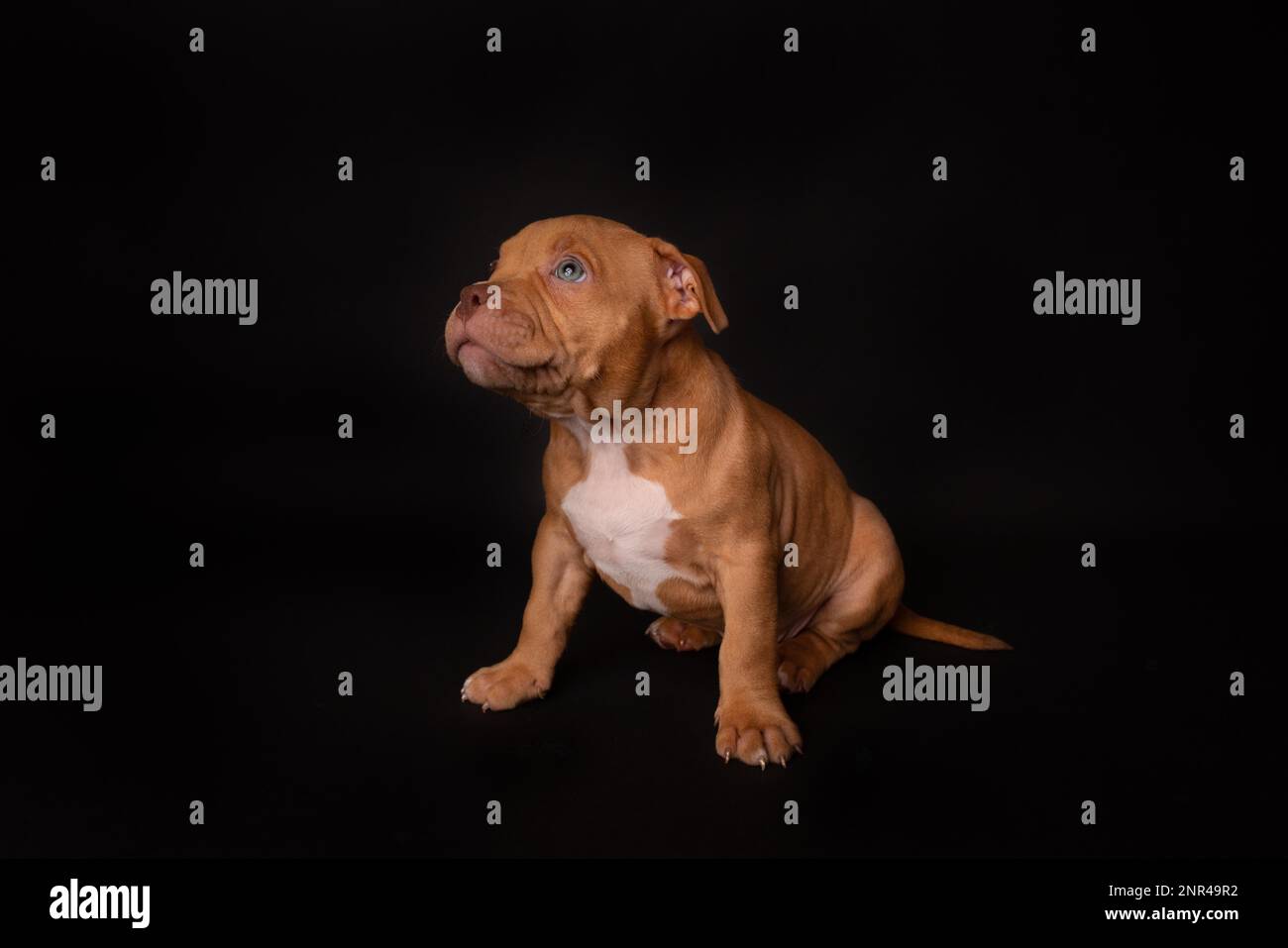 Puppy American Pit Bull Terrier s'assoir en studio sur fond noir Banque D'Images