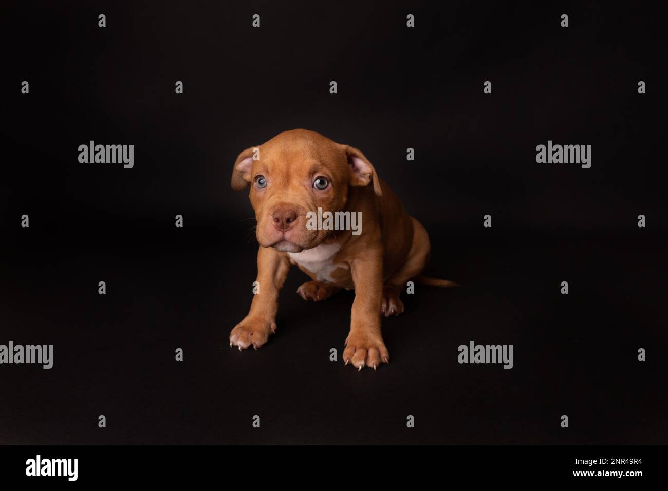 Puppy American Pit Bull Terrier s'assoir en studio sur fond noir Banque D'Images