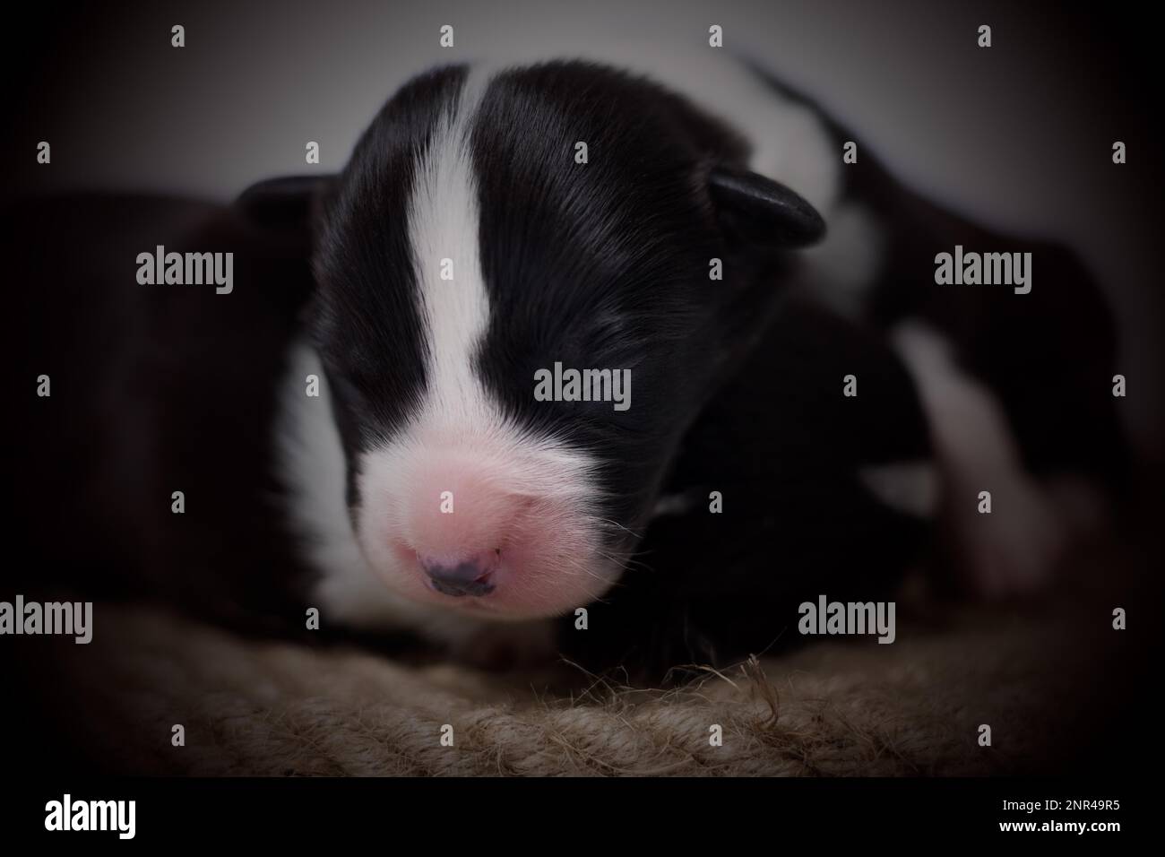 Les chiots âgés de dix jours du Gallois Corgi Pembroke, est isolé sur fond blanc, studio Banque D'Images