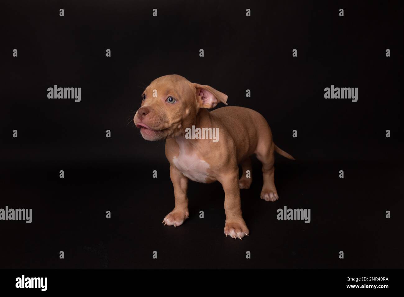 Puppy American Pit Bull Terrier s'assoir en studio sur fond noir Banque D'Images