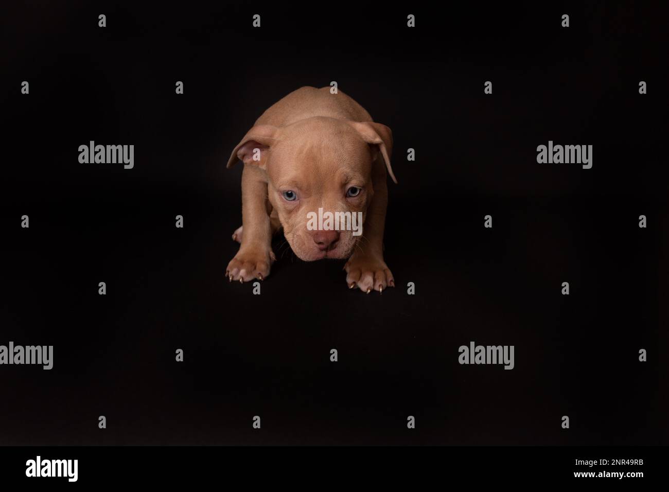 Puppy American Pit Bull Terrier s'assoir en studio sur fond noir Banque D'Images