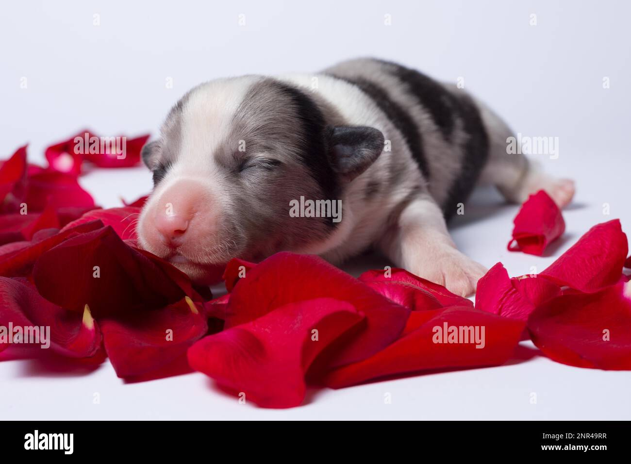 Les chiots âgés de dix jours du Gallois Corgi Pembroke, est isolé sur fond blanc, studio Banque D'Images