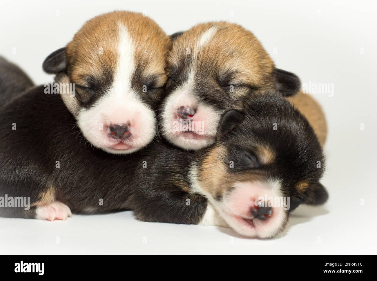 Les chiots âgés de dix jours du Gallois Corgi Pembroke, est isolé sur fond blanc, studio Banque D'Images