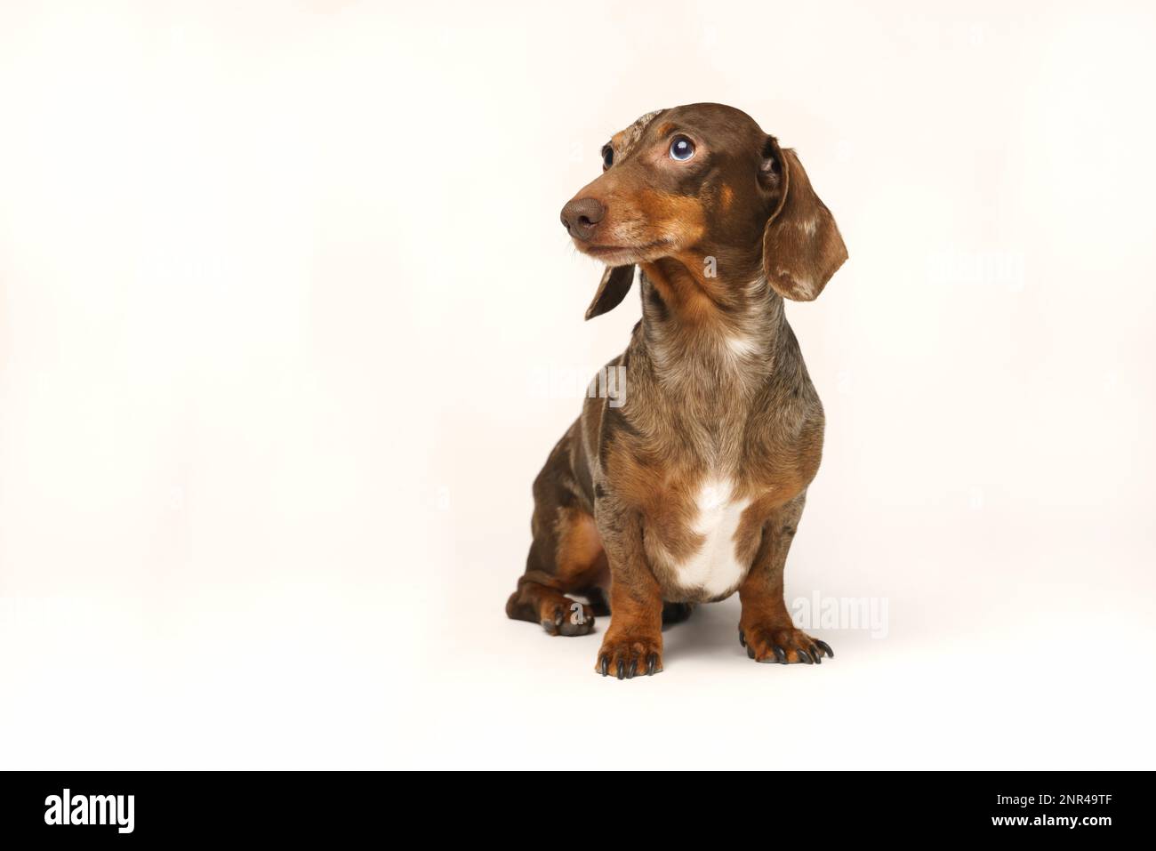 Dachshund de lapin miniature, manteau marbré. Isolé sur un fond blanc en studio Banque D'Images