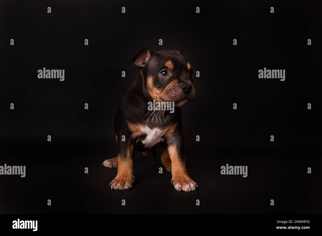 Puppy American Pit Bull Terrier s'assoir en studio sur fond noir Banque D'Images