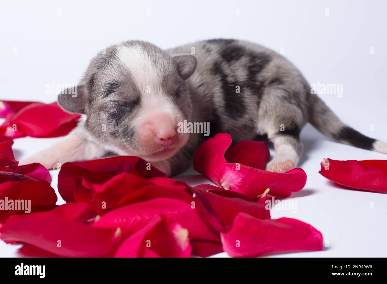 Les chiots âgés de dix jours du Gallois Corgi Pembroke, est isolé sur fond blanc, studio Banque D'Images