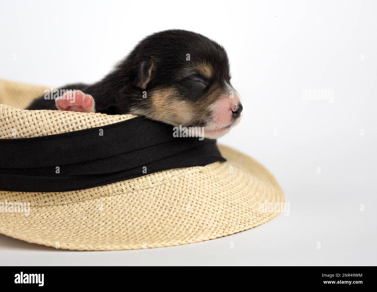 Les chiots âgés de dix jours du Gallois Corgi Pembroke, est isolé sur fond blanc, studio Banque D'Images