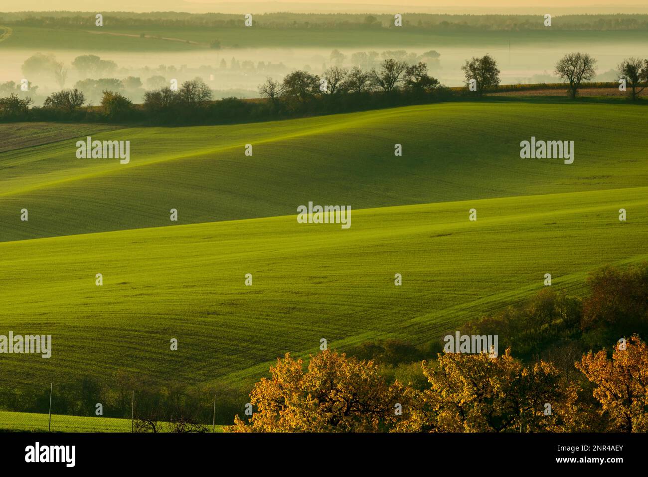 Une matinée merveilleuse dans les champs moraves en automne. Des couleurs magnifiques. République tchèque, Moravie, République tchèque Banque D'Images