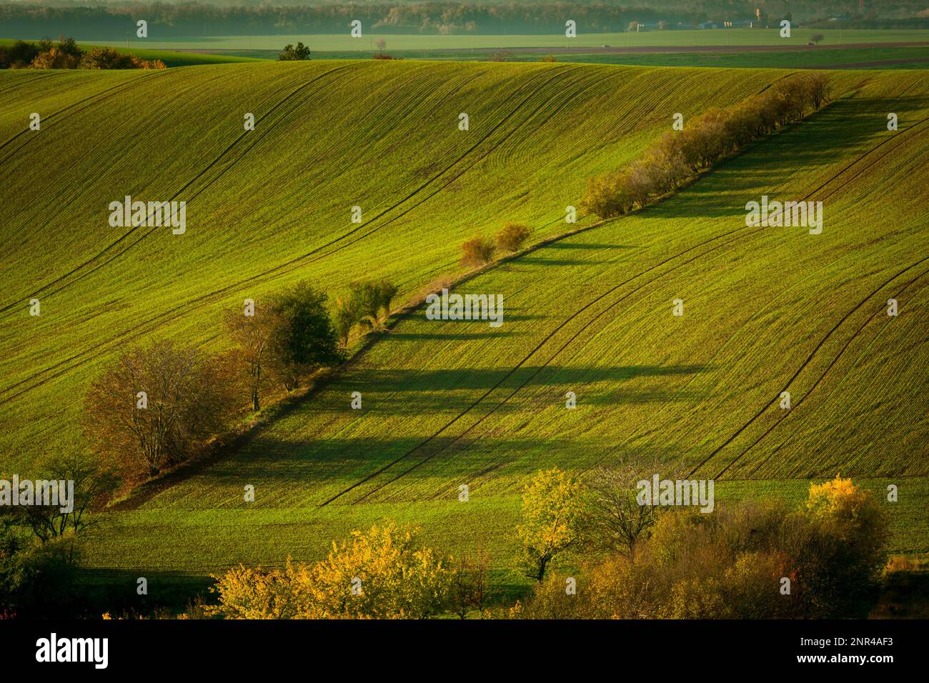 Une matinée merveilleuse dans les champs moraves en automne. Des couleurs magnifiques. République tchèque, Moravie, République tchèque Banque D'Images