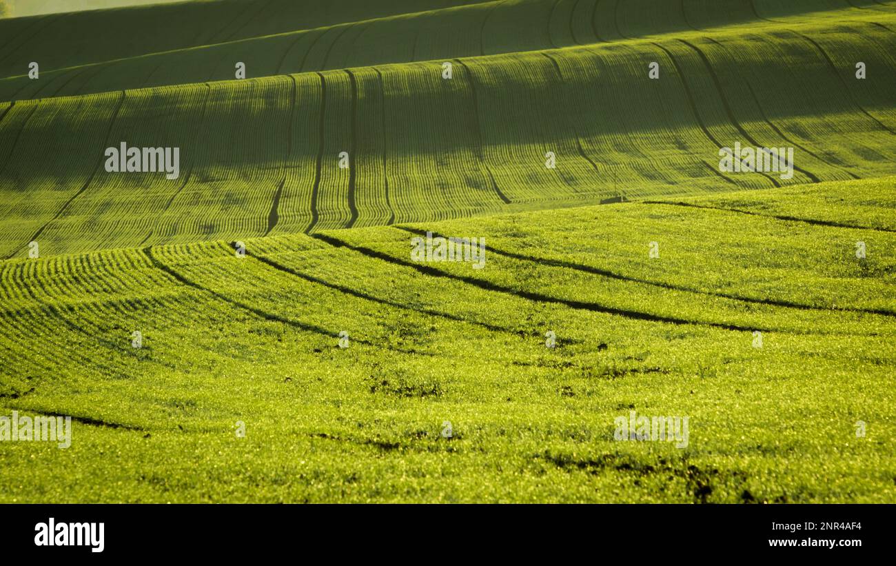 Une matinée merveilleuse dans les champs moraves en automne. Des couleurs magnifiques. République tchèque, Moravie, République tchèque Banque D'Images
