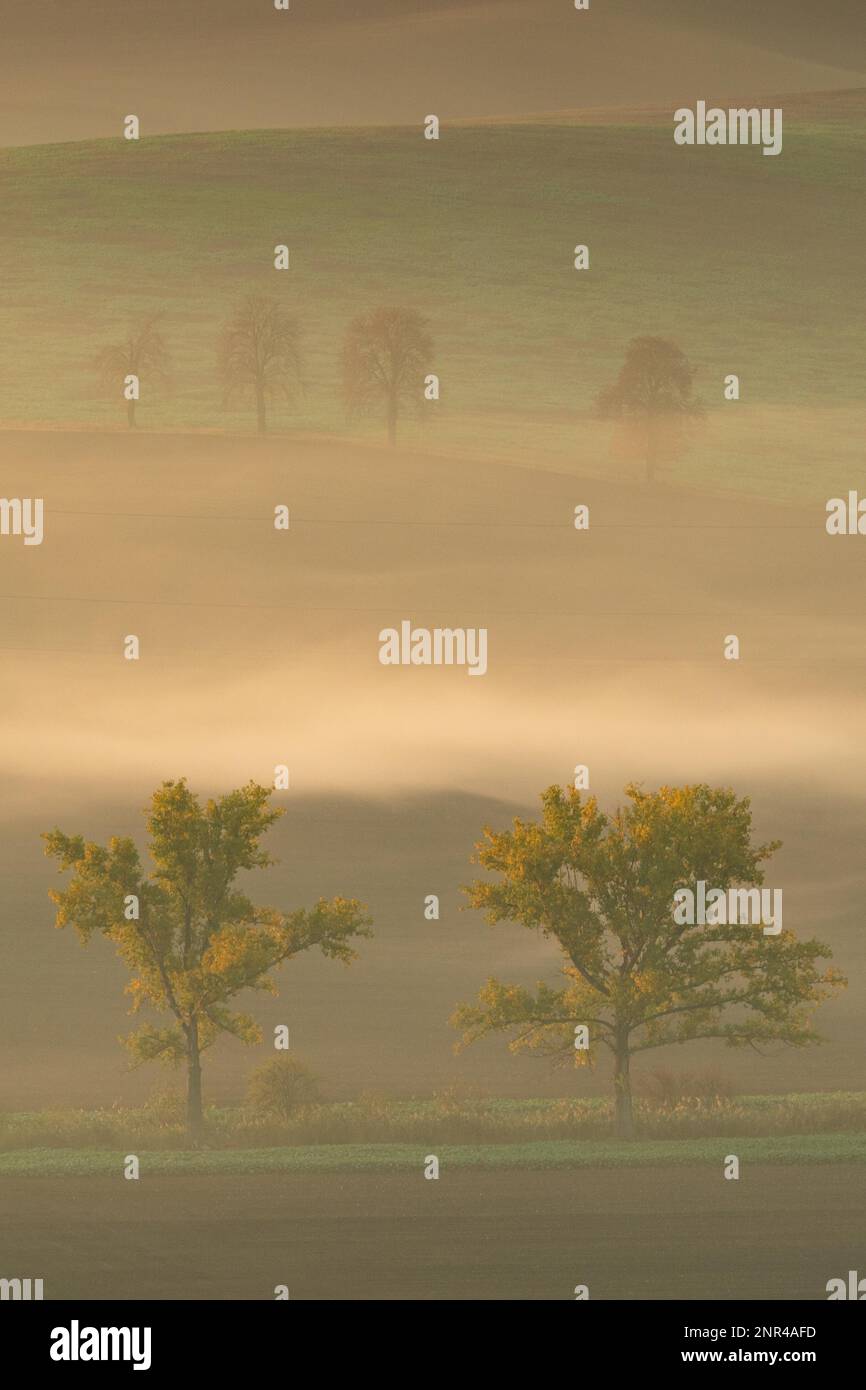 Magnifiques champs moraves avec des avenues d'arbres enveloppées dans le brouillard du matin. République tchèque, Moravie, République tchèque Banque D'Images