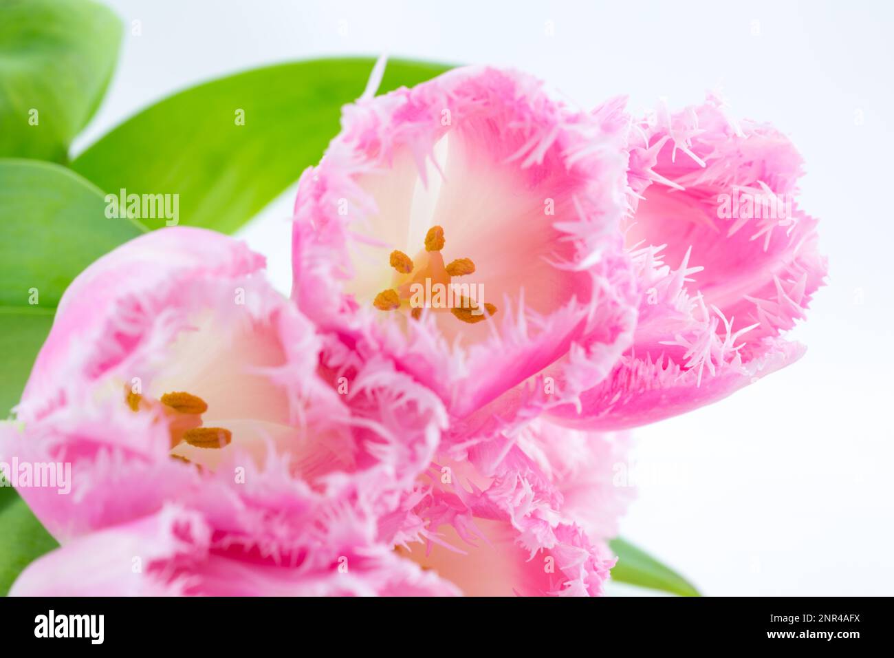 Belle tulipe rose couché sur un fond blanc, studio Banque D'Images