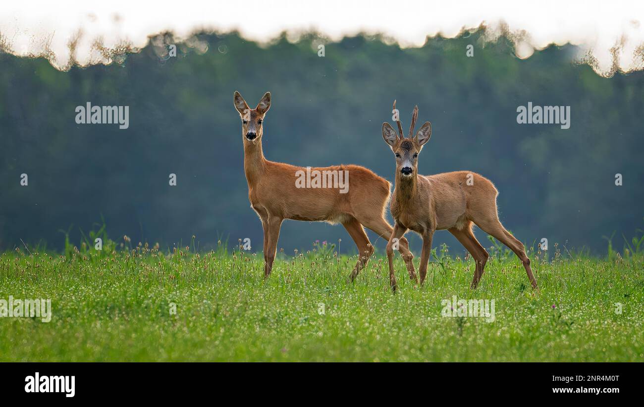 Paire de cerfs de Virginie (Capreolus capreolus), buck et doe, ressort, jeu à sabots en palourdes, velours sur bois, Cornes, paysage moyen de la rivière Elbe, milieu Banque D'Images