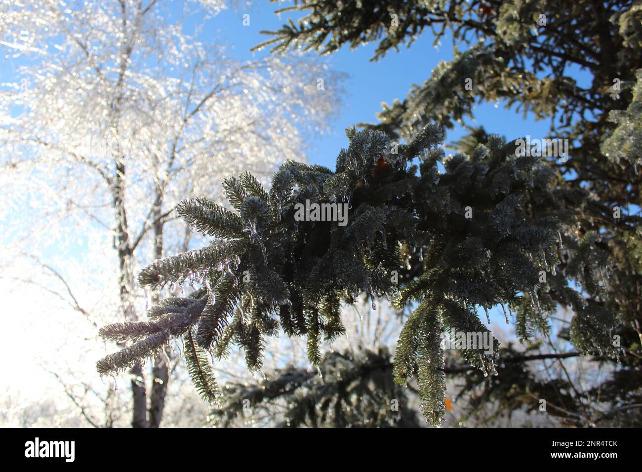 Arbre glacé - quand vous pouvez voir l'hiver, les glaces, les branches d'arbre glacé, le gel, une image de froid. Banque D'Images