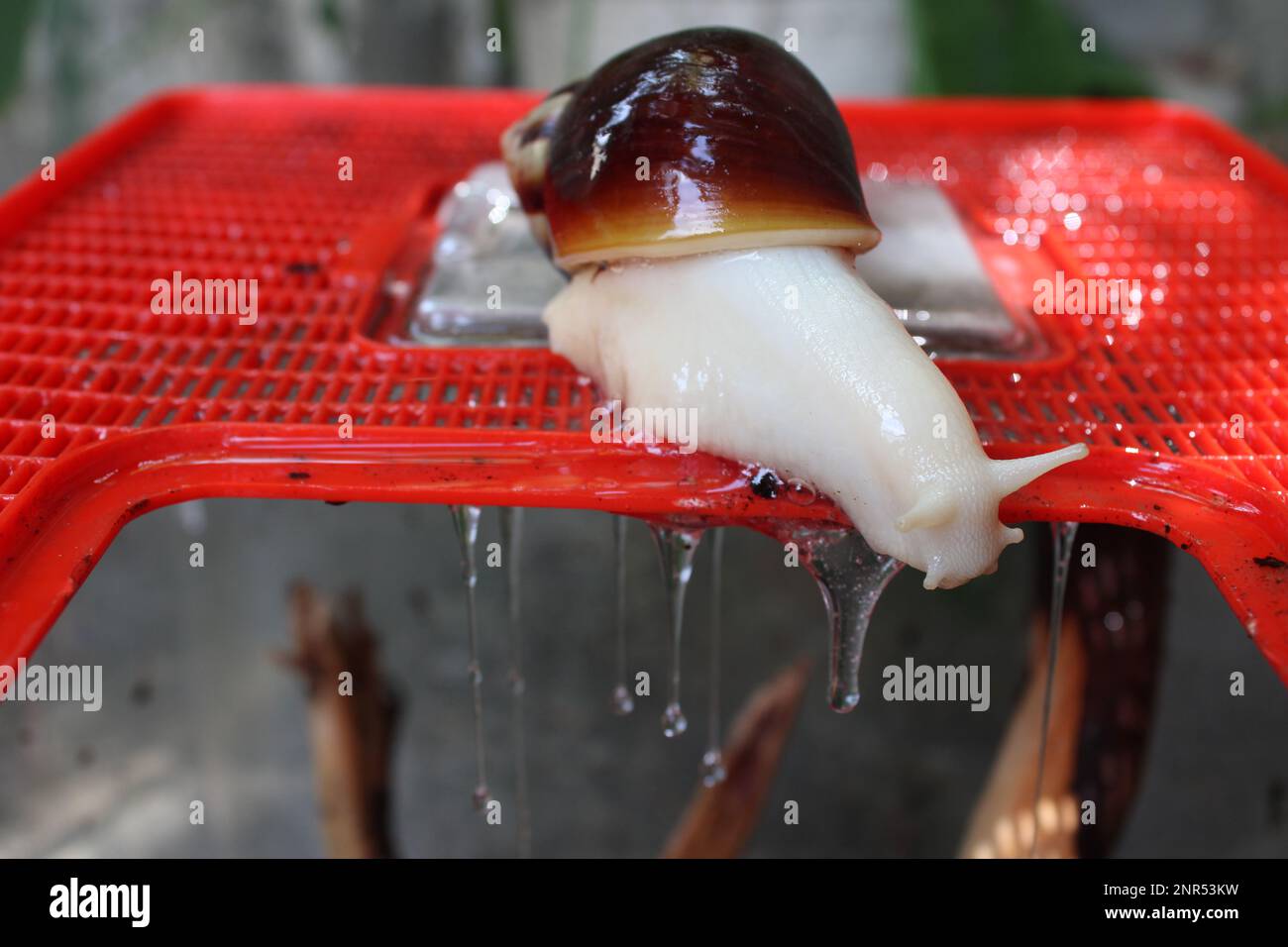 Escargot géant africain sur le terrarium, goutte de chaux lorsqu'il est mouillé Banque D'Images