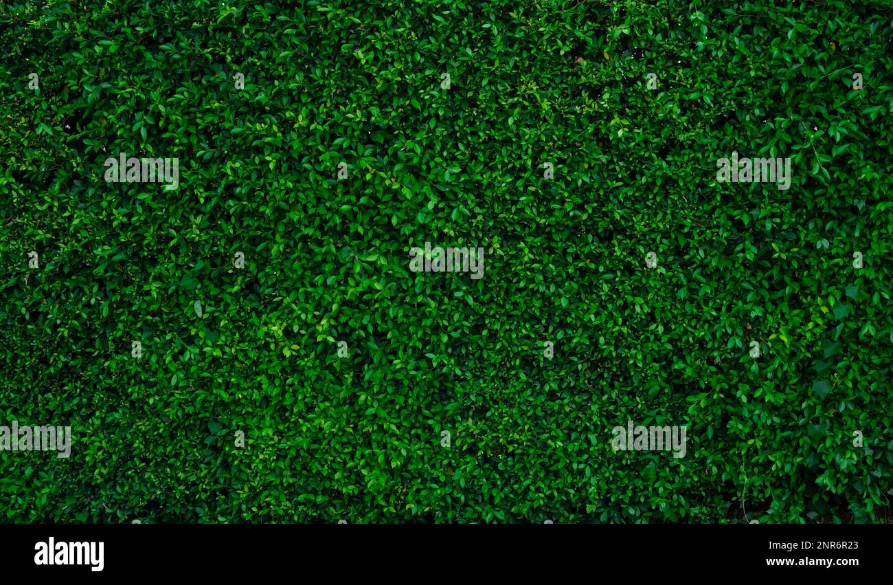 Petites feuilles vertes sur fond de texture de la paroi de haie. Gros plan plante de haie verte dans le jardin. Mur de haies écologique à feuilles persistantes. Toile de fond naturelle. La beauté dans la nature Banque D'Images