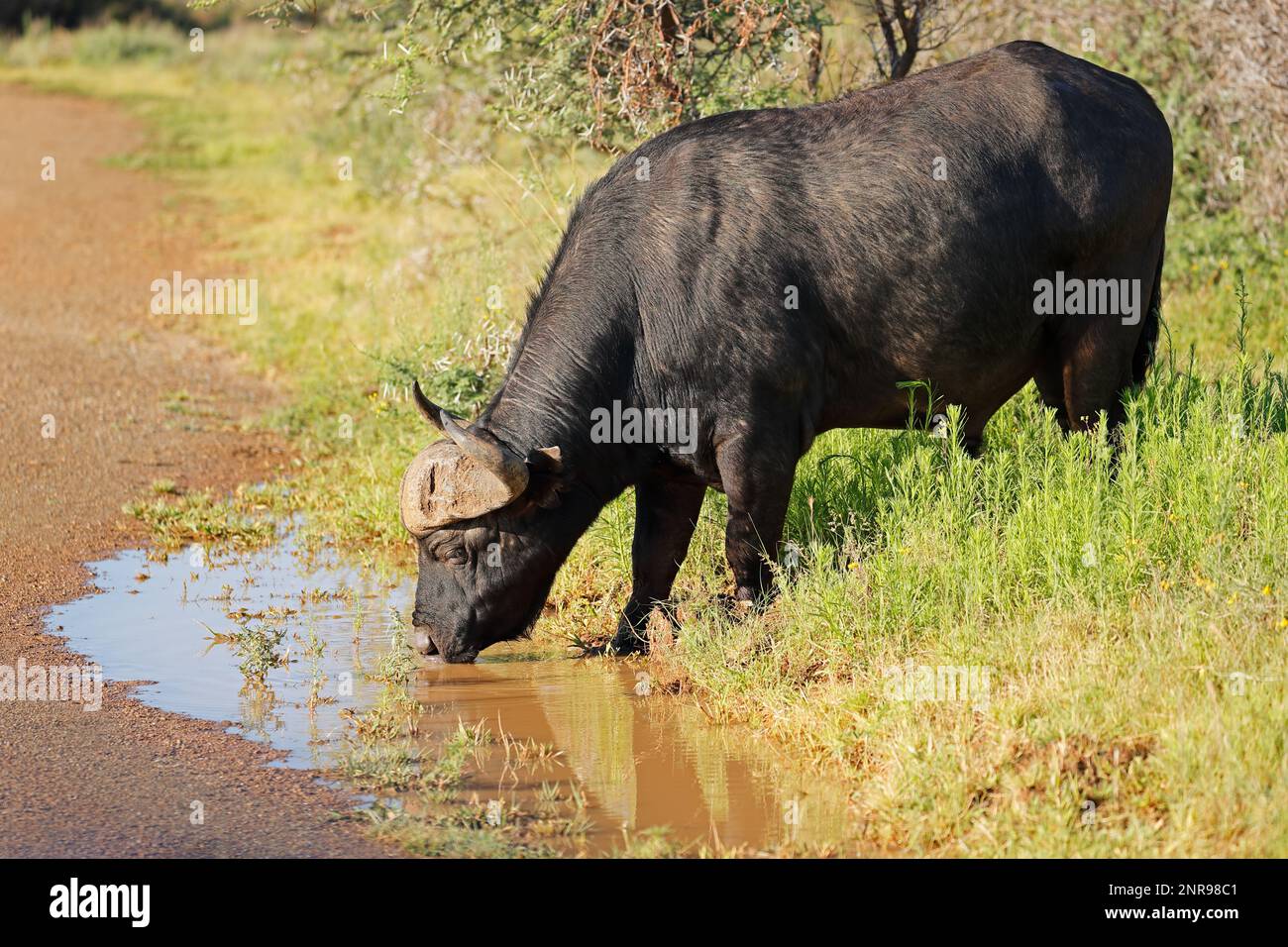 Eau potable de buffle africain (Syncerus caffer), parc national de Mokala, Afrique du Sud Banque D'Images