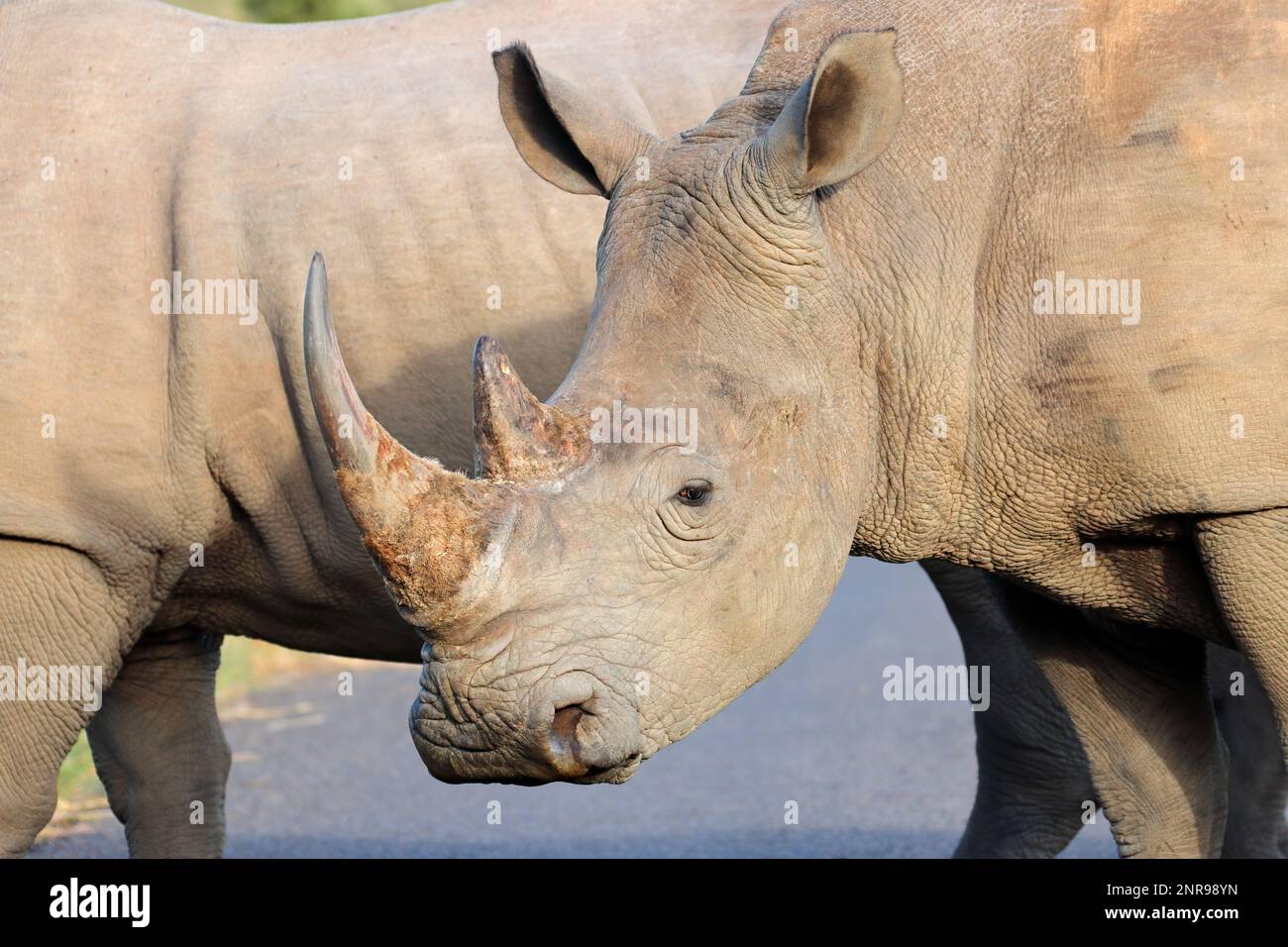 Portrait sur un rhinocéros blanc en voie de disparition (Ceratotherium simum), Afrique du Sud Banque D'Images
