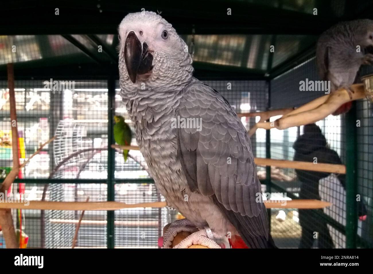 Gros plan sur un perroquet gris dans une animalerie. Banque D'Images