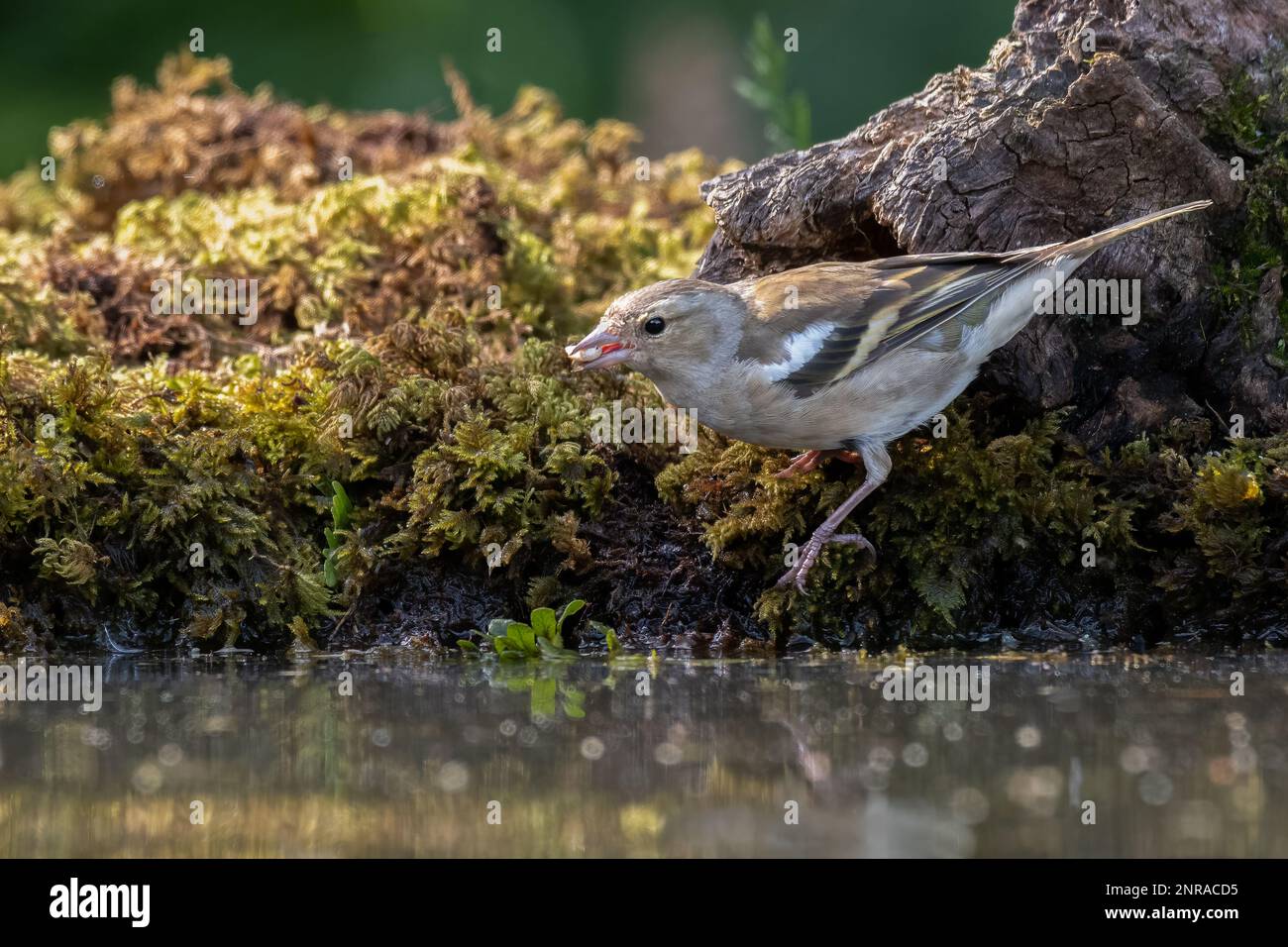 Un portrait en gros plan d'un chaffinch femelle, Fringilla coelebs. Elle se nourrit par le bord de l'eau d'une piscine qu'elle a de la nourriture dans son bec Banque D'Images