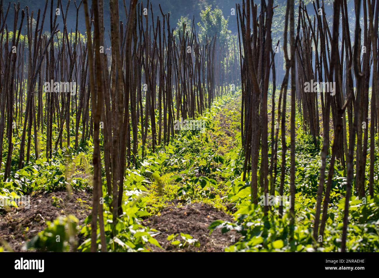 Culture de légumes à long haricot sur des poteaux dans le champ de riz paddy pour accroître la production agricole Banque D'Images