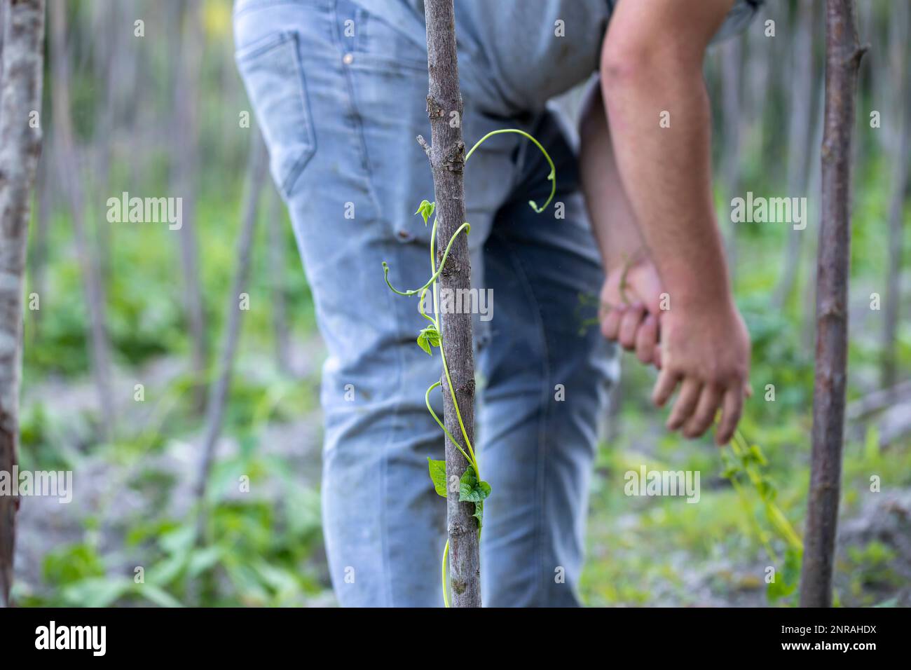 fermier cultivant des haricots verts sur son jardin d'origine Banque D'Images