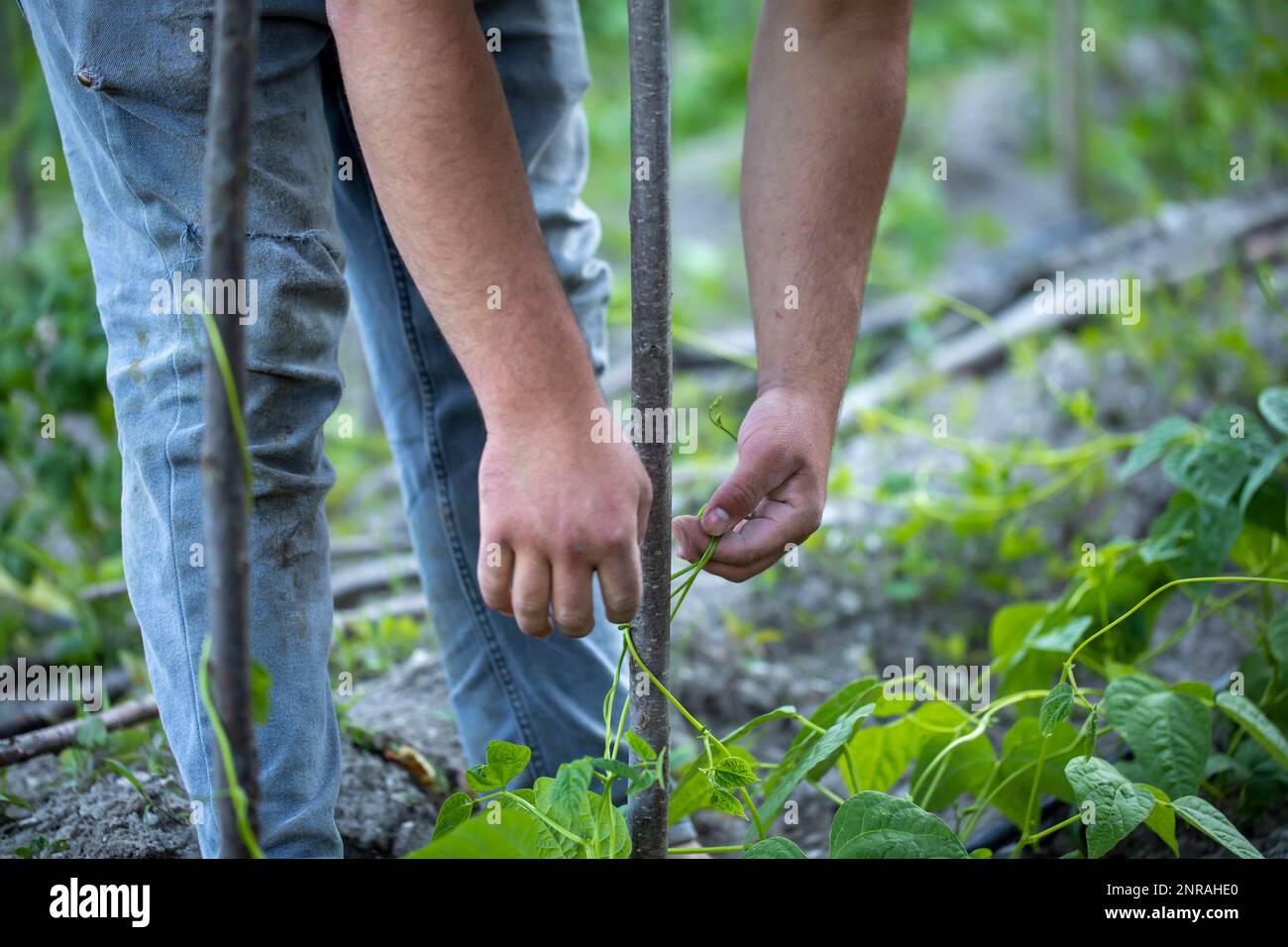 fermier cultivant des haricots verts sur son jardin d'origine Banque D'Images