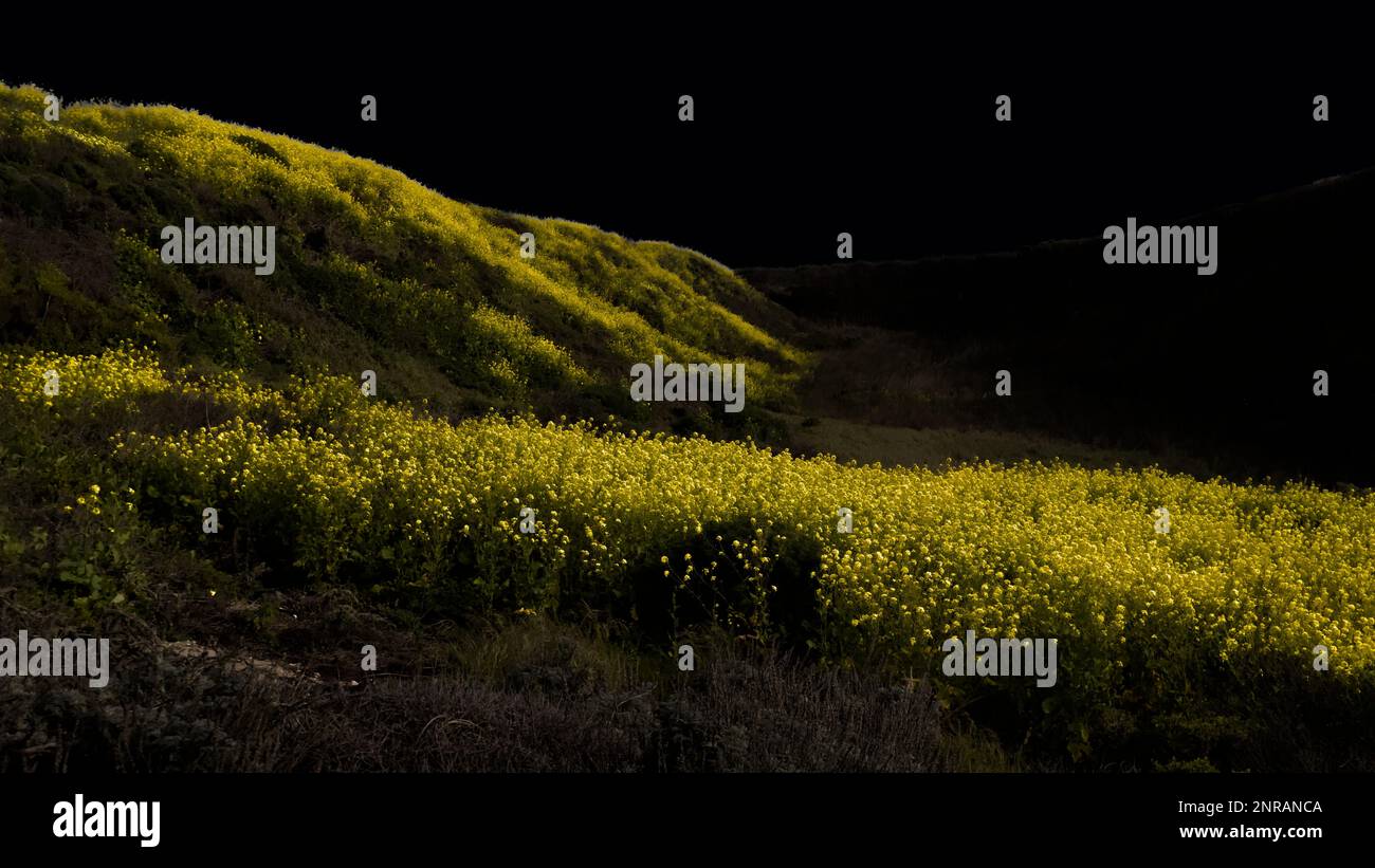 Une petite colline avec fleur de moutarde sauvage. Banque D'Images