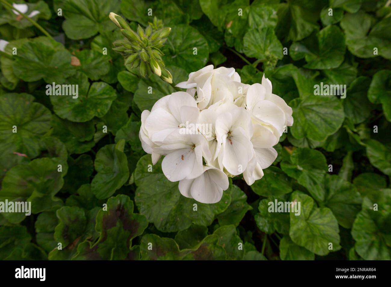 Géranium zonal blanc, Pelargonium hortorum avec fleurs rouges et feuilles vertes dans le jardin, Pelargonium Banque D'Images