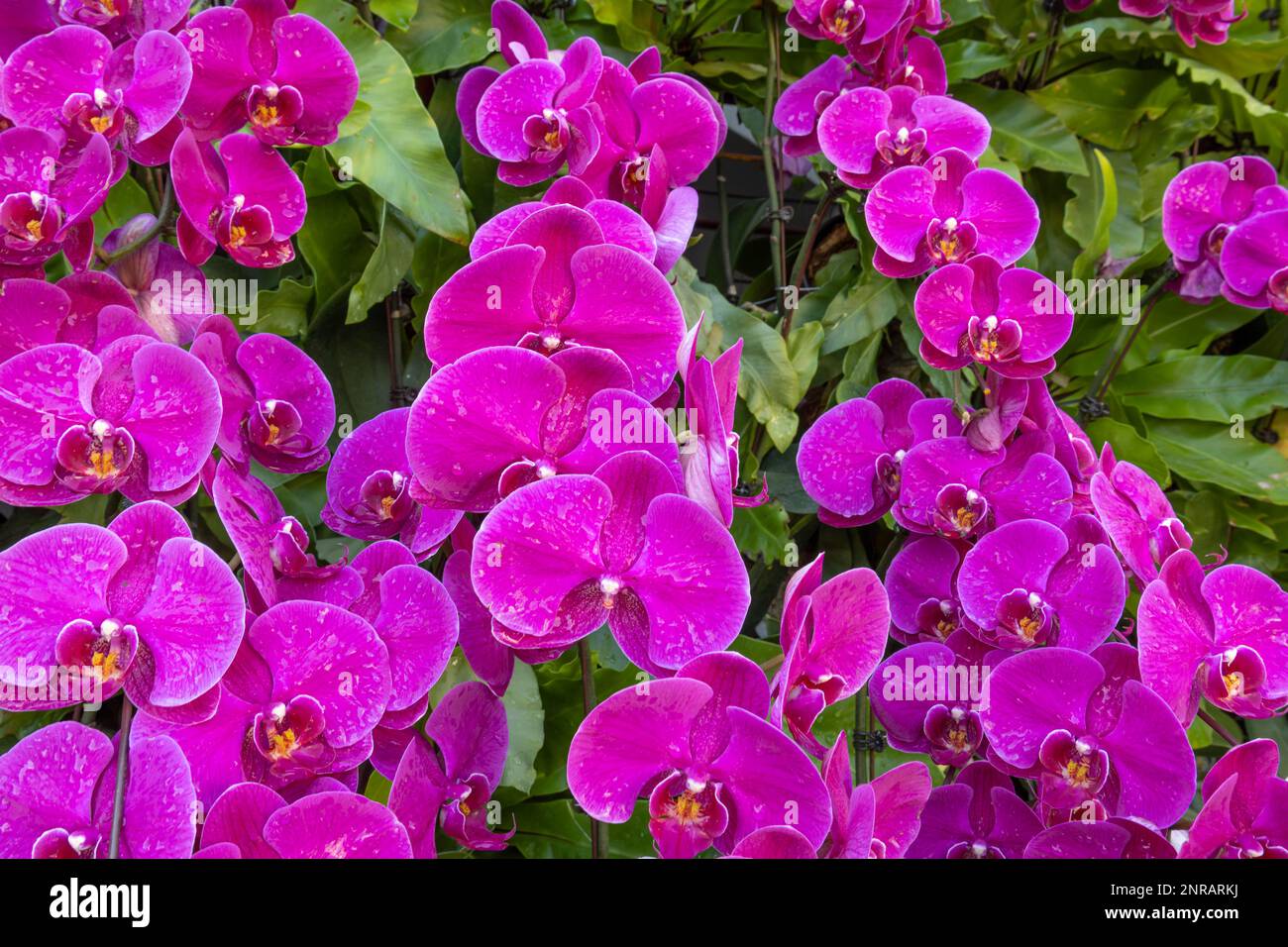 Fleur d'orchidée pourpre en fleur communément connue sous le nom d'orchidée lunaire (Phalaenopsis d'Aphrodite) de couleur pourpre Banque D'Images