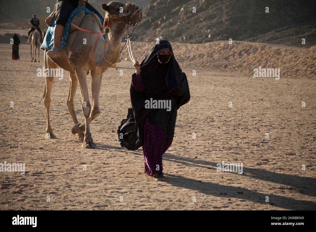 Une berbère musulmane mène un chameau touristique dans le voile et le niqab, désert oriental, Rgypt Banque D'Images
