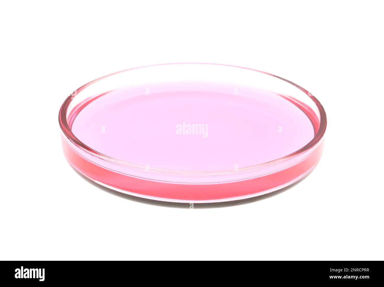 Boîte de Pétri avec liquide rose isolé sur blanc Banque D'Images