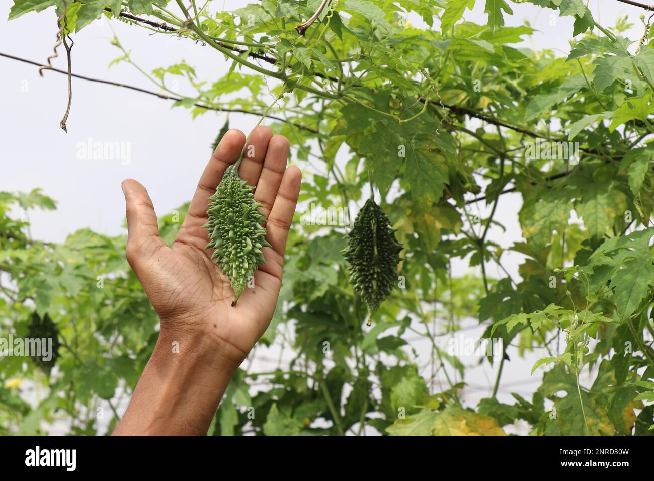 La gourde amère de différentes variétés pousse sur une ferme végétale en utilisant des méthodes d'agriculture modernes tenues dans une main pour la comparaison de taille Banque D'Images