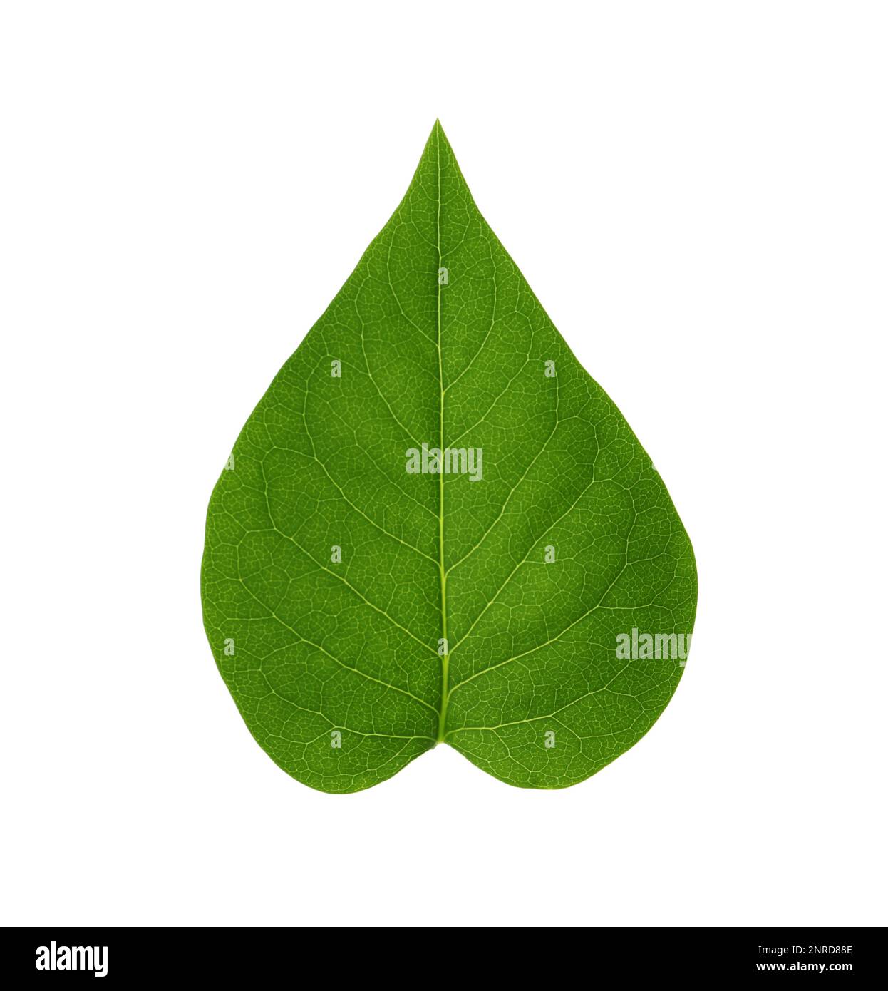 Feuille de figue sacrée isolée sur blanc. Concept du bouddhisme Banque D'Images