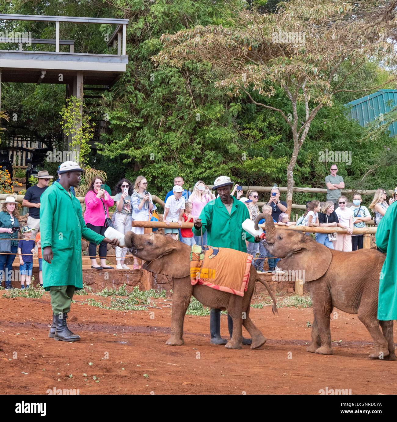 Temps d'alimentation, Sheldrick Wildlife Trust Programme de sauvetage et de réhabilitation des éléphants orphelins, Nairobi, Kenya Banque D'Images