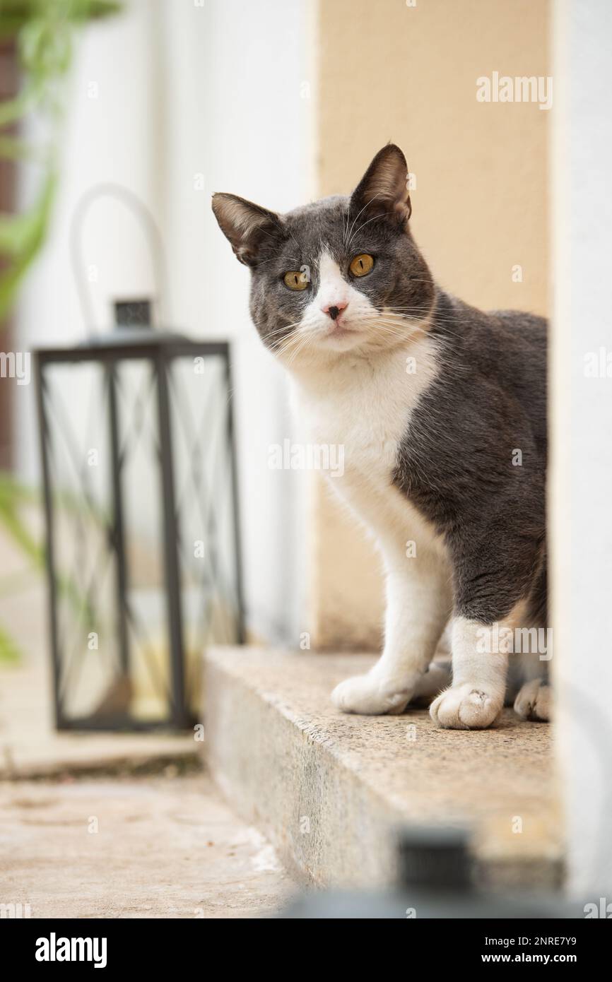 Jeune chat est assis devant la porte d'entrée et regarde la caméra Photo  Stock - Alamy