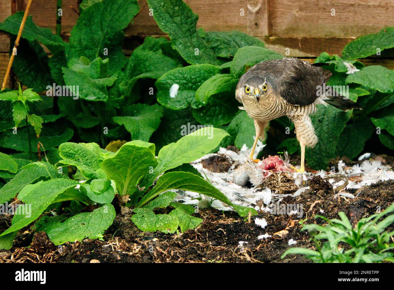 Sparrow Hawk and Prey, Reading, Berkshire, Royaume-Uni Banque D'Images