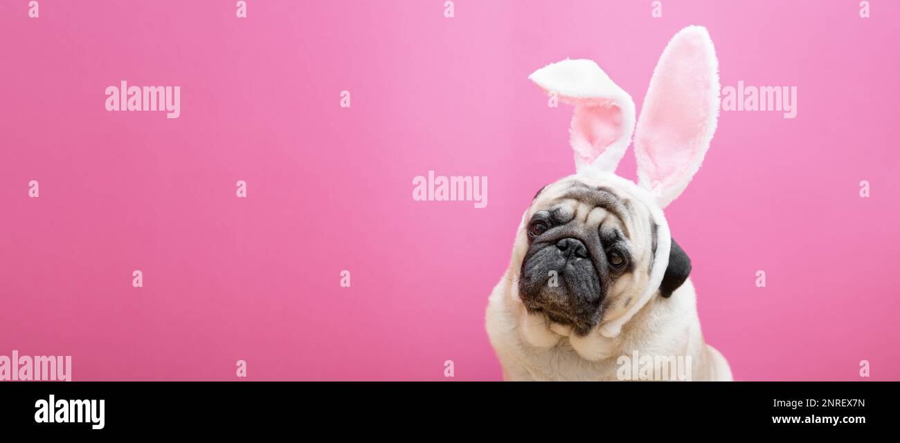 Chien de petit beige avec oreilles de lapin sur fond rose. Concept de Pâques. Le concept de carnaval, fête de costume, Halloween. copyspace, bannière web Banque D'Images