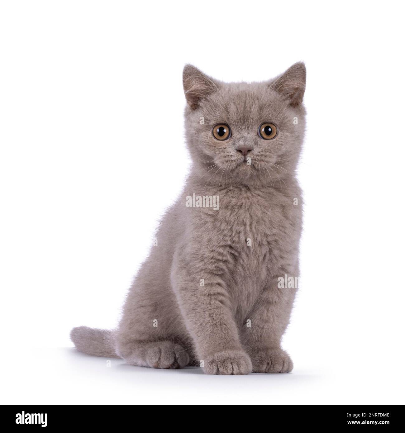 Adorable chilaque britannique Shorthair chat chaton, assis face à l'avant. En regardant vers l'appareil photo. isolé sur un fond blanc. Banque D'Images