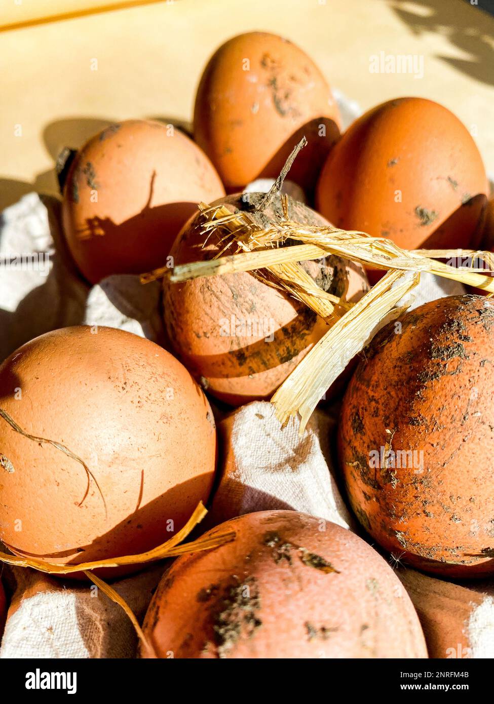 œufs de poulet de ferme sales dans un plateau Banque D'Images