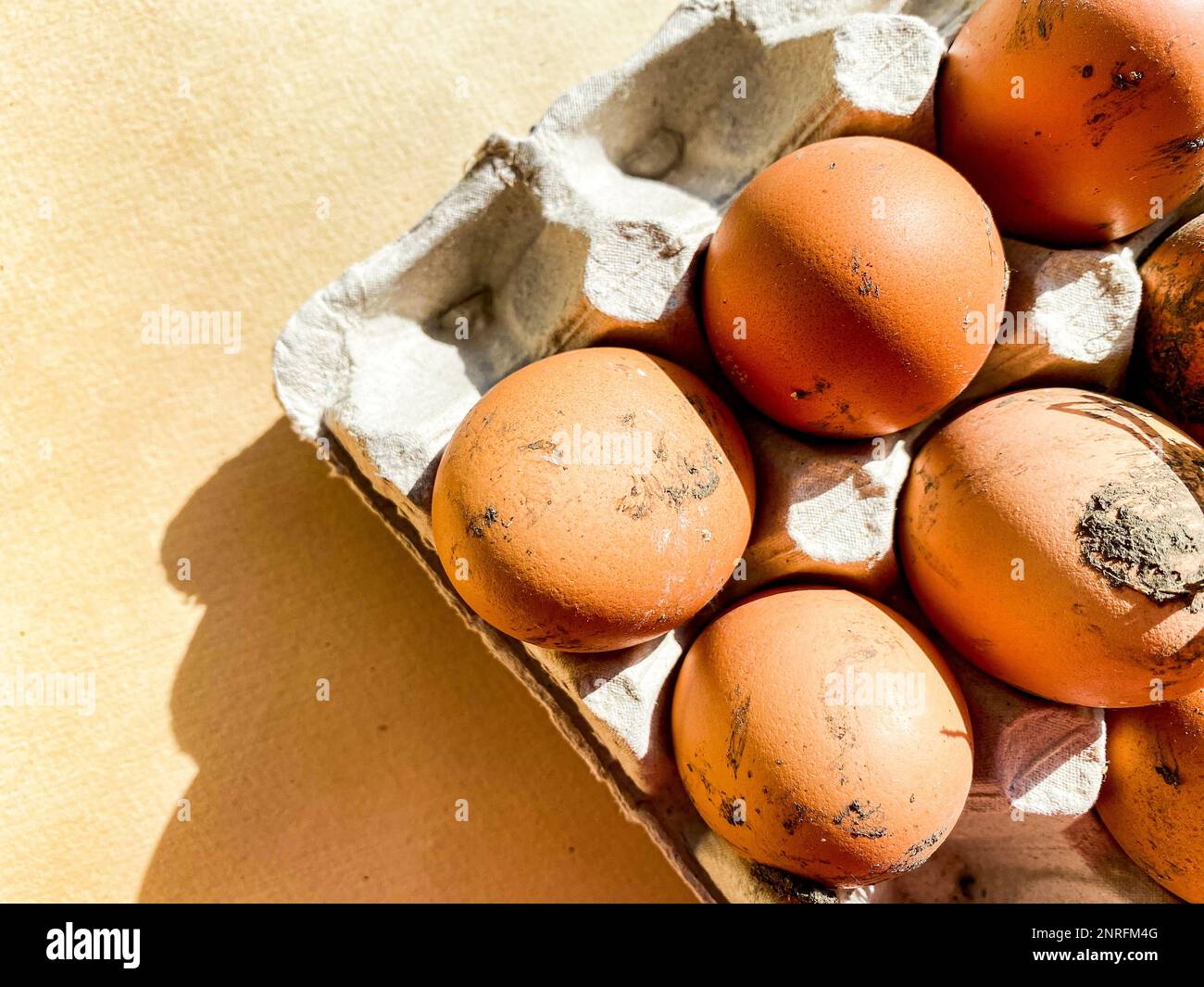 faire pousser des œufs sales dans un plateau Banque D'Images