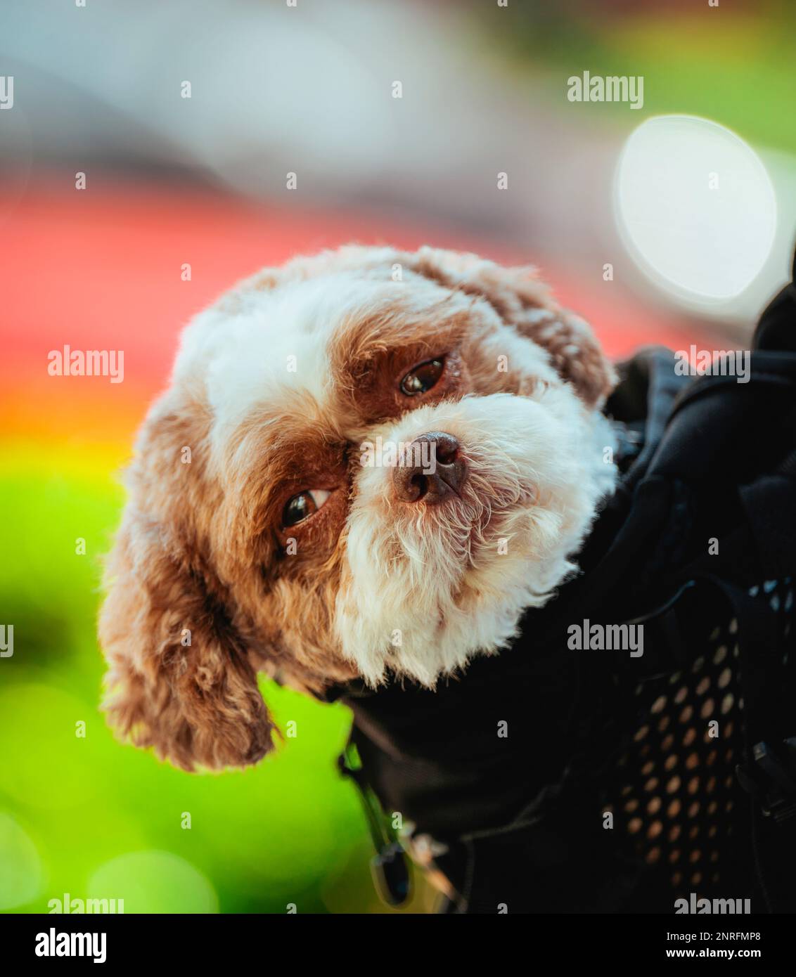 cocker spaniel chiot beau mignon Banque D'Images