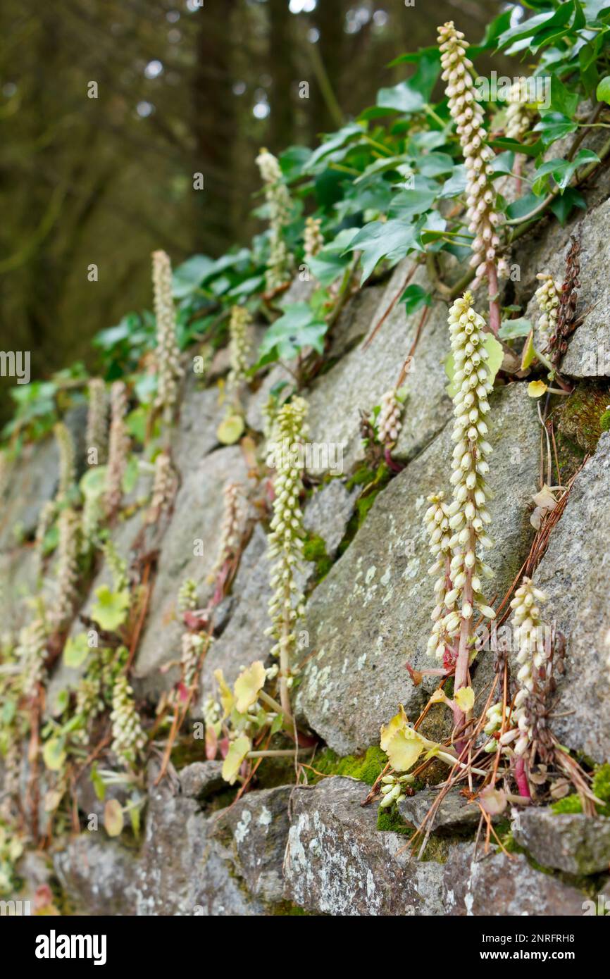 Navelwort ou pennywort poussant hors des fissures d'un mur de pierre en fleur pendant l'été avec l'ivy en arrière-plan. Banque D'Images