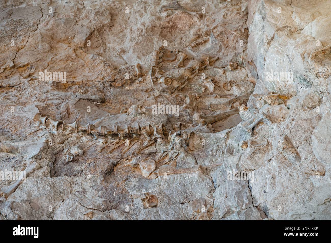 Fossiles d'os de dinosaure en partie excavés dans le mur de roche Banque D'Images