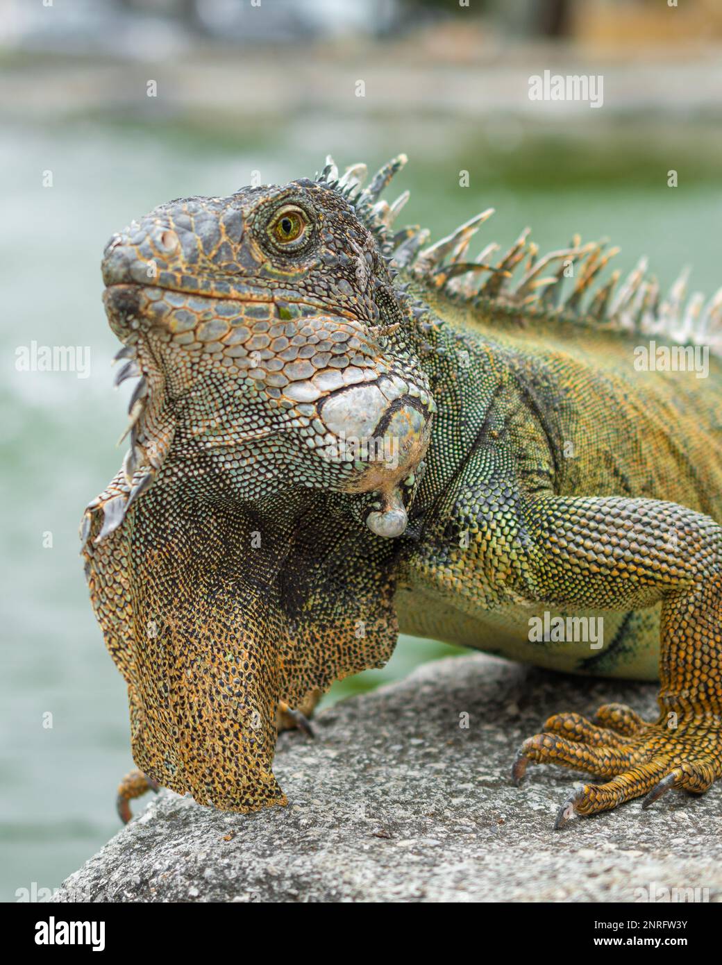iguana adulte posé latéralement sur un rocher Banque D'Images