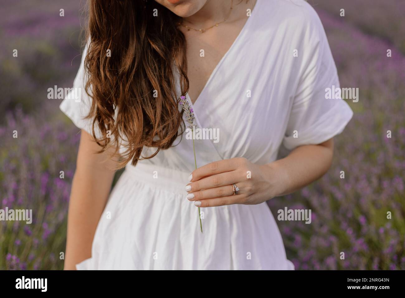 Gros plan main tenant la lavande dans un champ de lavande anglais Banque D'Images