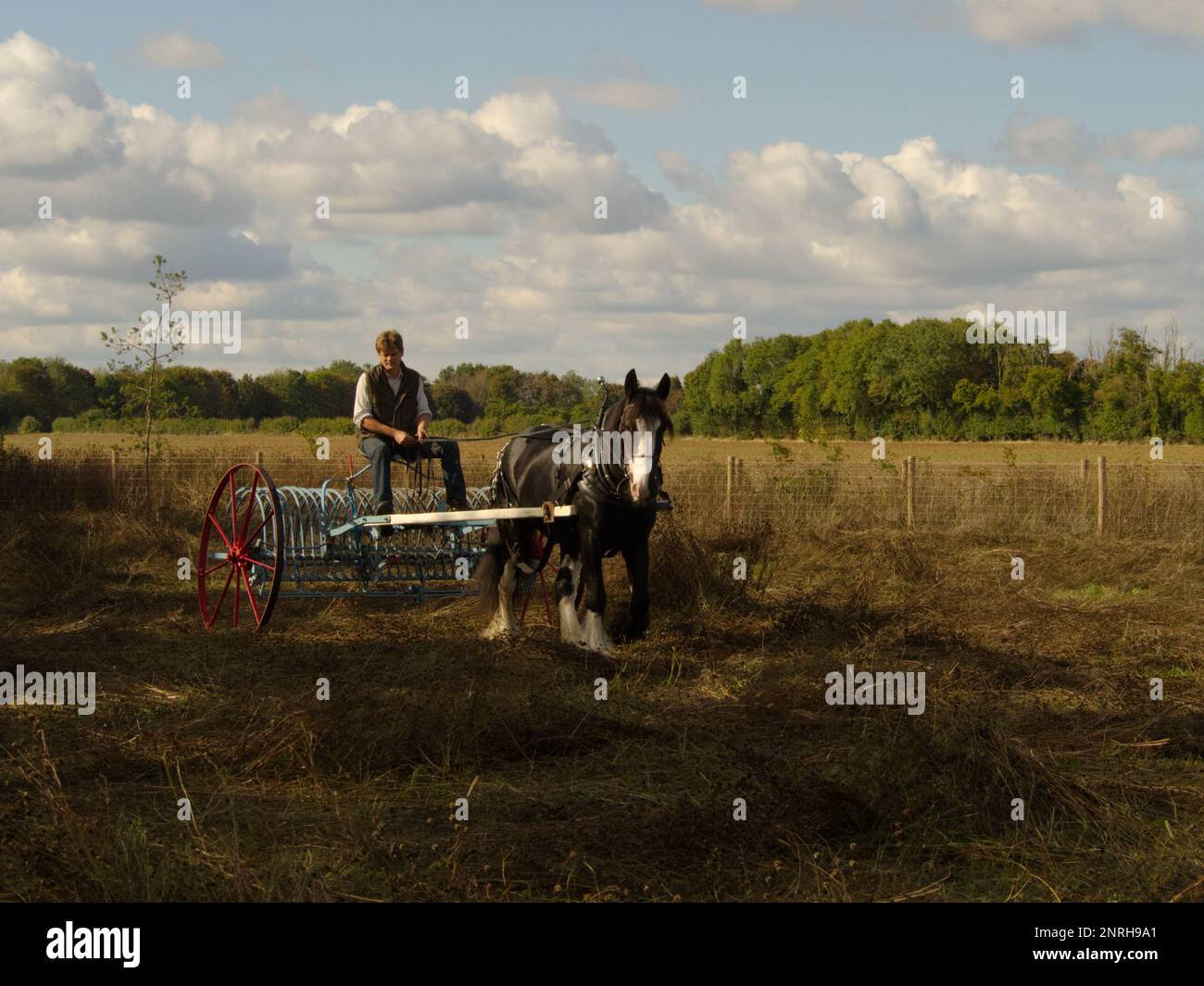 Homme à cheval shire avec haymaking traditionnel Banque D'Images