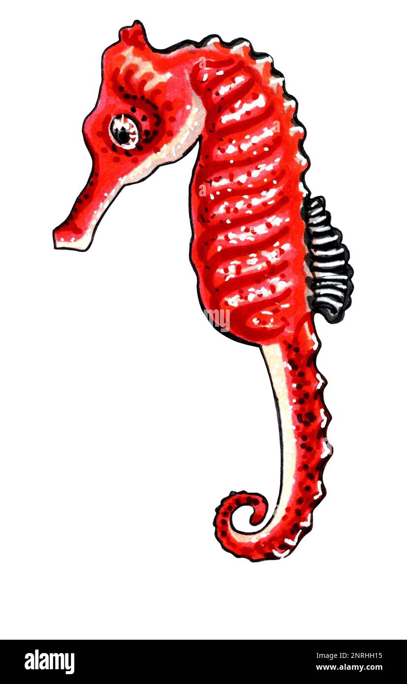 Couleur rouge hippocampe. Illustration JPEG animaux marins. Banque D'Images