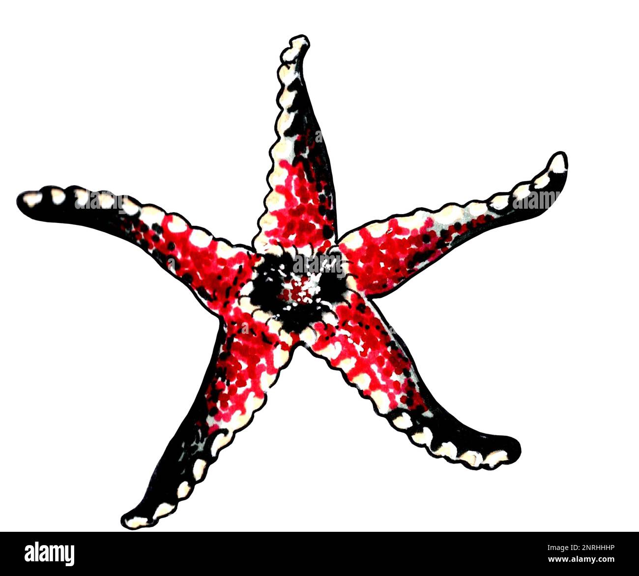 Étoiles de mer rouges aux tentacules noires. Illustration JPEG animaux marins. Banque D'Images