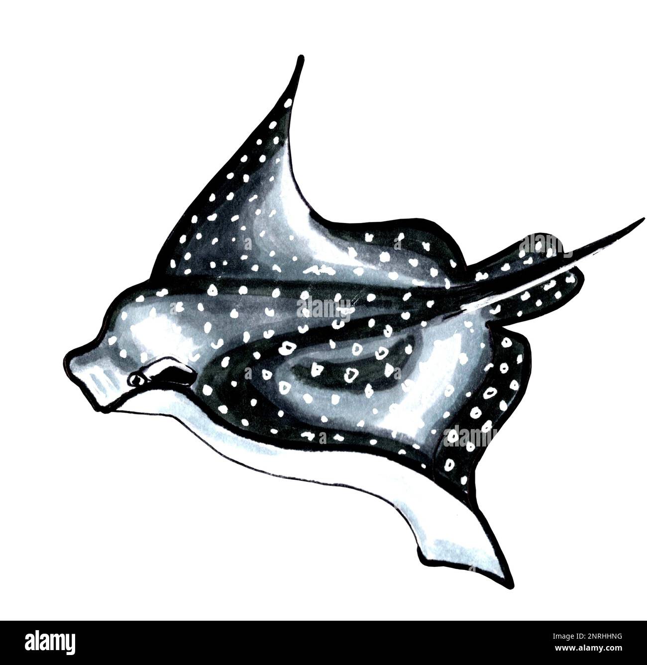 Rayons noirs avec taches blanches. Illustration JPEG animaux marins. Banque D'Images
